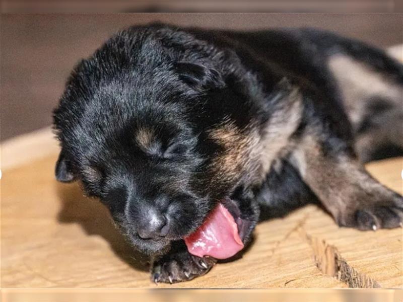 gerader Rücken Deutscher Schäferhund Welpen reinrassig Leistungslinie DDR HD/ED frei!