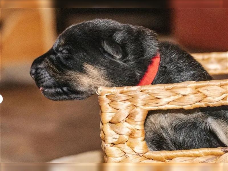 gerader Rücken Deutscher Schäferhund Welpen reinrassig Leistungslinie DDR HD/ED frei!