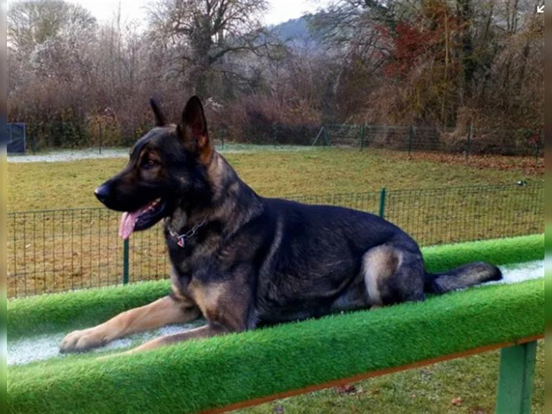 gerader Rücken Deutscher Schäferhund Welpen reinrassig Leistungslinie DDR HD/ED frei!