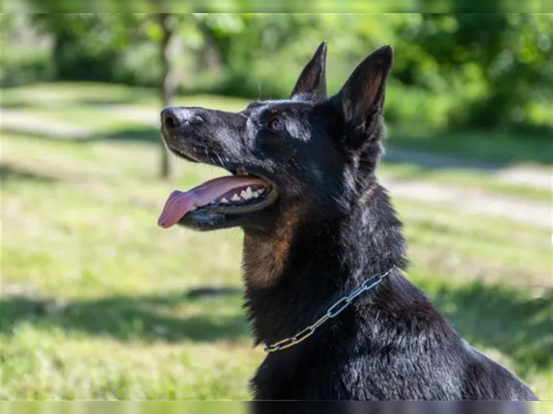 gerader Rücken Deutscher Schäferhund Welpen reinrassig Leistungslinie DDR HD/ED frei!