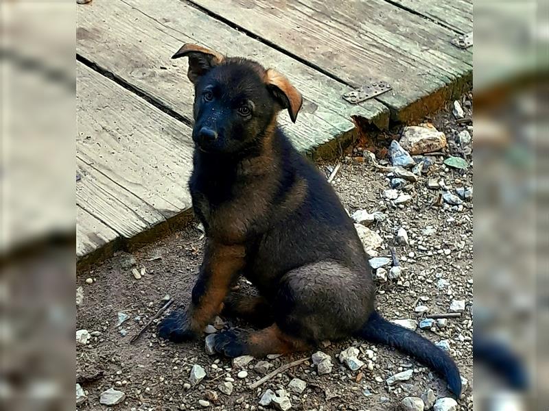 Zwei underschöne, lebensfrohe Schäferhundwelpen  Hündinnen mit geradem Rücken suchen ein zu Hause !