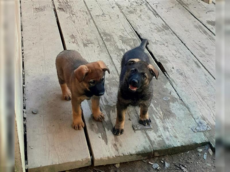 Zwei underschöne, lebensfrohe Schäferhundwelpen  Hündinnen mit geradem Rücken suchen ein zu Hause !