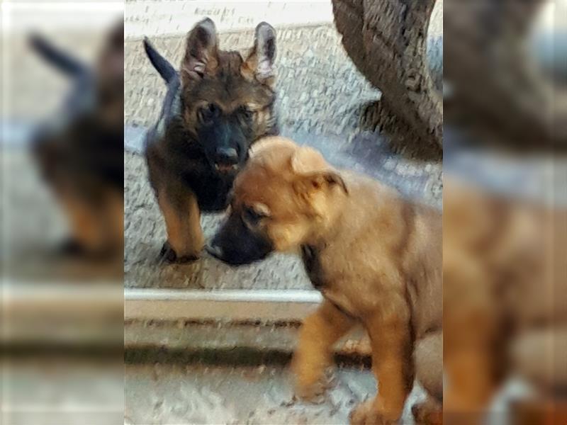 Zwei underschöne, lebensfrohe Schäferhundwelpen  Hündinnen mit geradem Rücken suchen ein zu Hause !