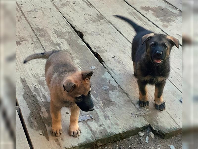 Zwei underschöne, lebensfrohe Schäferhundwelpen  Hündinnen mit geradem Rücken suchen ein zu Hause !