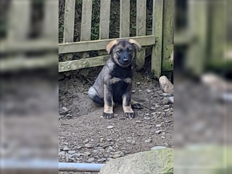 Zwei underschöne, lebensfrohe Schäferhundwelpen  Hündinnen mit geradem Rücken suchen ein zu Hause !