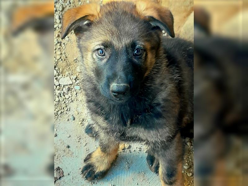 Zwei underschöne, lebensfrohe Schäferhundwelpen  Hündinnen mit geradem Rücken suchen ein zu Hause !