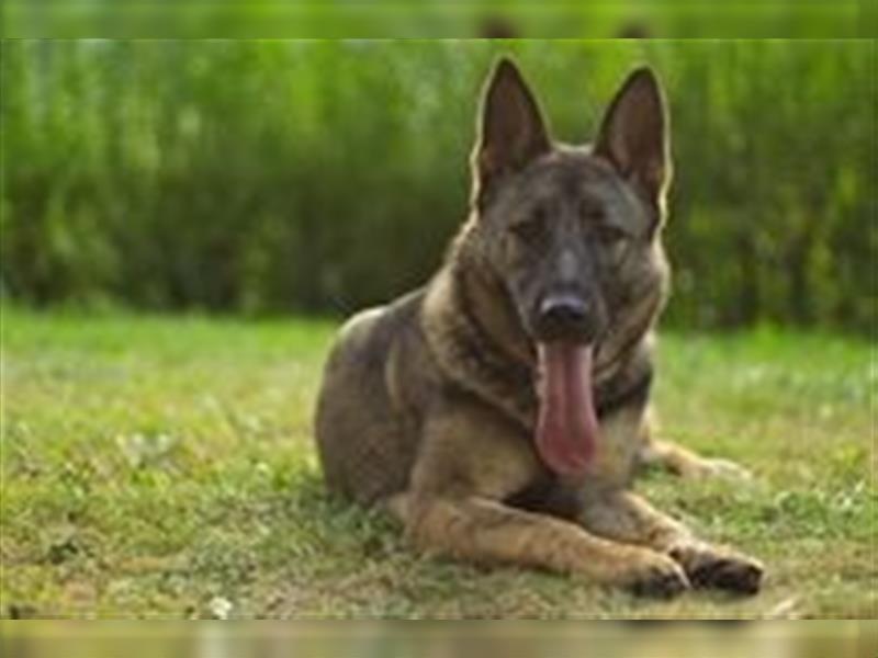 Zwei underschöne, lebensfrohe Schäferhundwelpen  Hündinnen mit geradem Rücken suchen ein zu Hause !