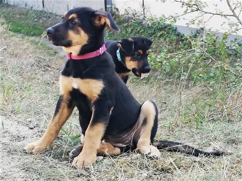 Schäferhund /GroßerSchweizersennenhund