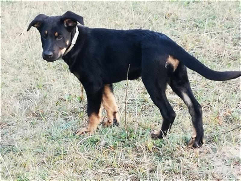 Schäferhund /GroßerSchweizersennenhund