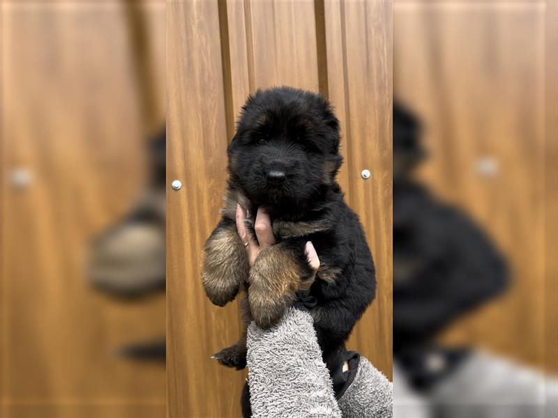 Wunderschöne langstockhaar Hündinnen abzugeben