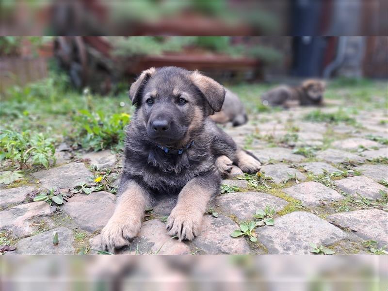 Deutscher Schäferhund – Traumhafte Welpen DDR Linie – aus liebevoller Hobbyzucht