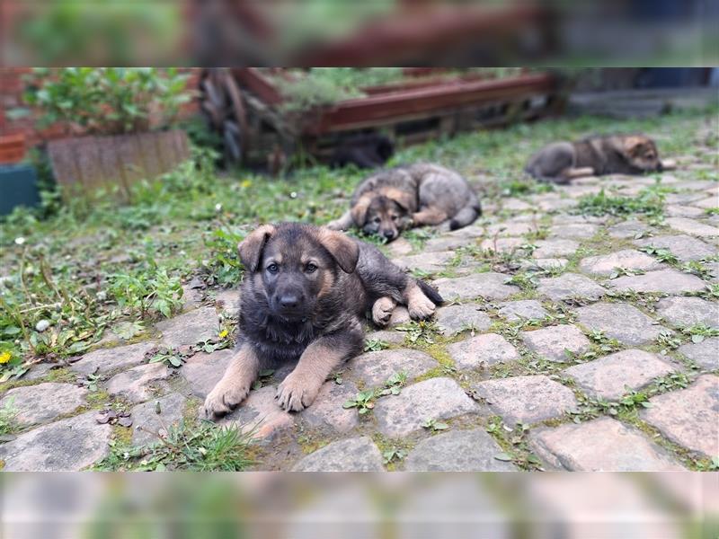 Deutscher Schäferhund – Traumhafte Welpen DDR Linie – aus liebevoller Hobbyzucht