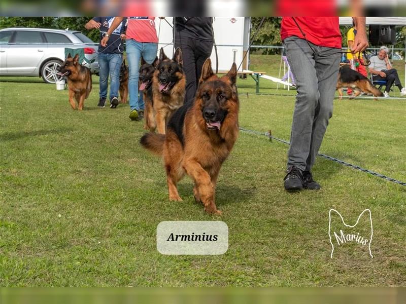 Deutscher Schäferhund TOP WELPEN nach VA5-Arminius (BSZ 2023) mit rosa SV-Ahnentafel