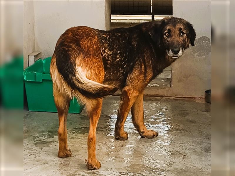 Esmeralda Schäferhund Mischlingshündin Mischling Hündin sucht Zuhause oder Pflegestelle