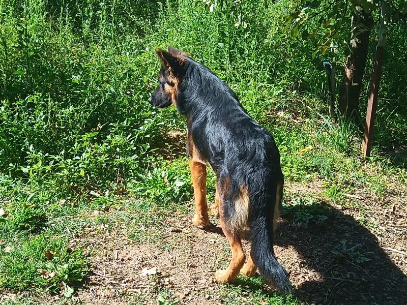 Leone: er braucht dringend Hilfe!