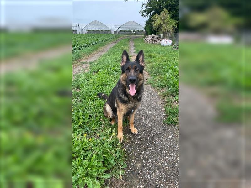 Deutsche Reinrassige Schäferhund Welpen mit geradem Rücken