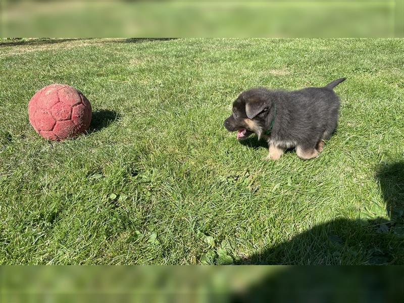 Deutsche Reinrassige Schäferhund Welpen mit geradem Rücken