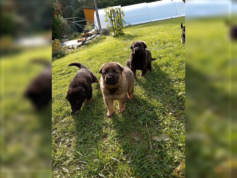 Deutscher Schäferhund Welpen