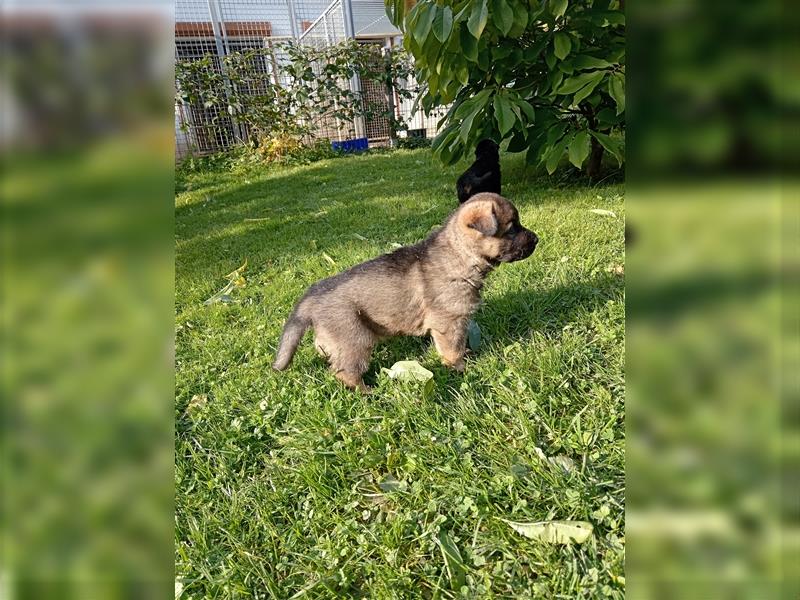 Deutscher Schäferhund Welpen