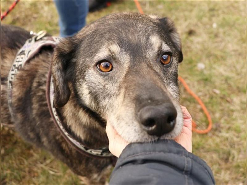 Buck, Schäferhund-Mix, geb. 2014, sucht verständnisvolle, geduldige Besitzer