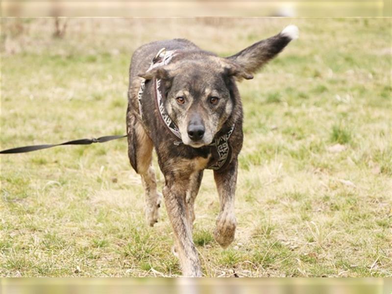 Buck, Schäferhund-Mix, geb. 2014, sucht verständnisvolle, geduldige Besitzer