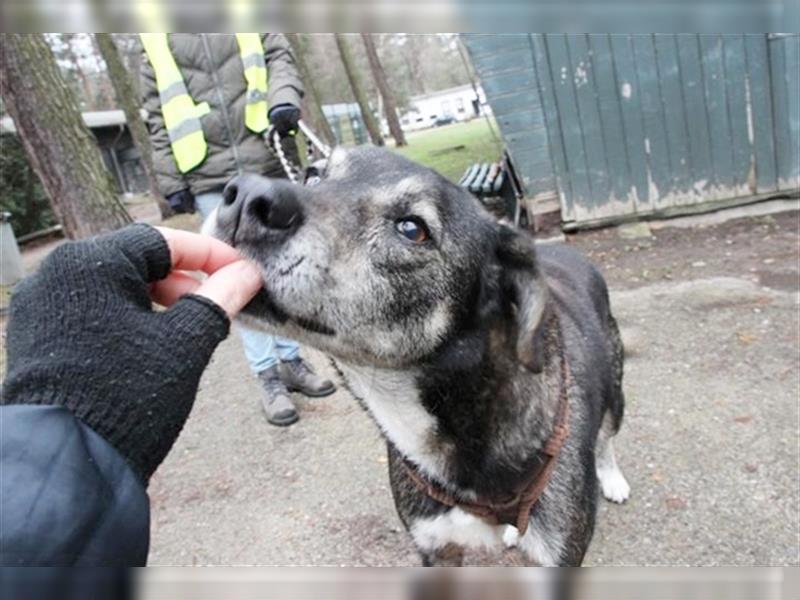 Buck, Schäferhund-Mix, geb. 2014, sucht verständnisvolle, geduldige Besitzer