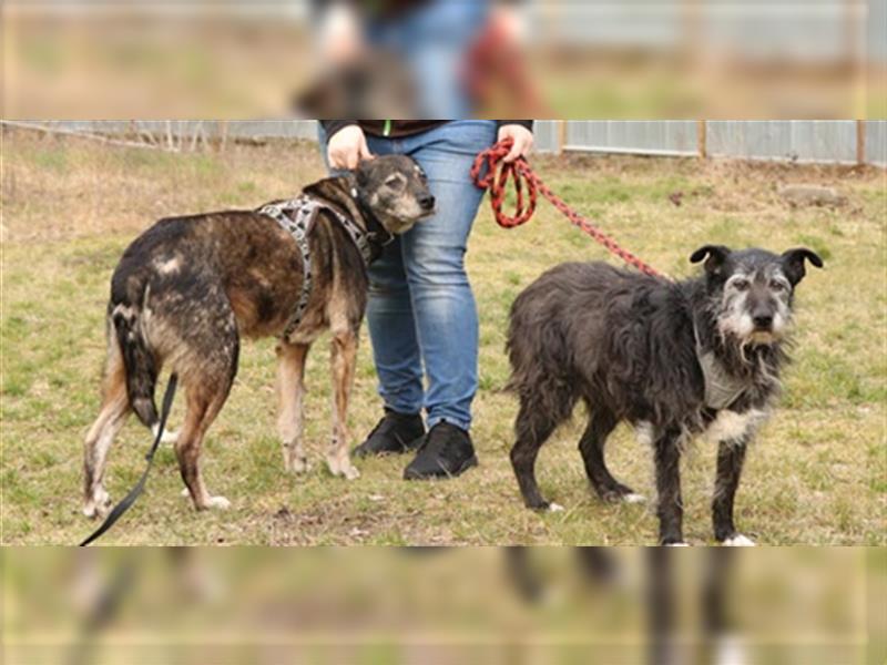 Buck, Schäferhund-Mix, geb. 2014, sucht verständnisvolle, geduldige Besitzer