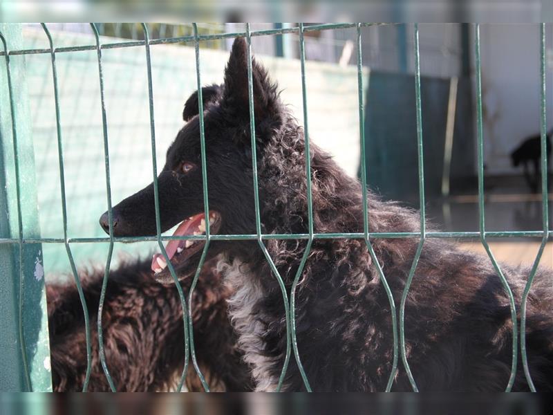 ängstlicher, hübscher Schäferhund Mischlingsrüde Bambo sucht ein erfahrenes Zuhause