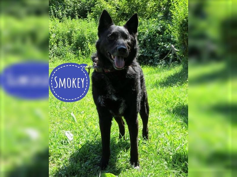 Smokey eine Seele von Hund