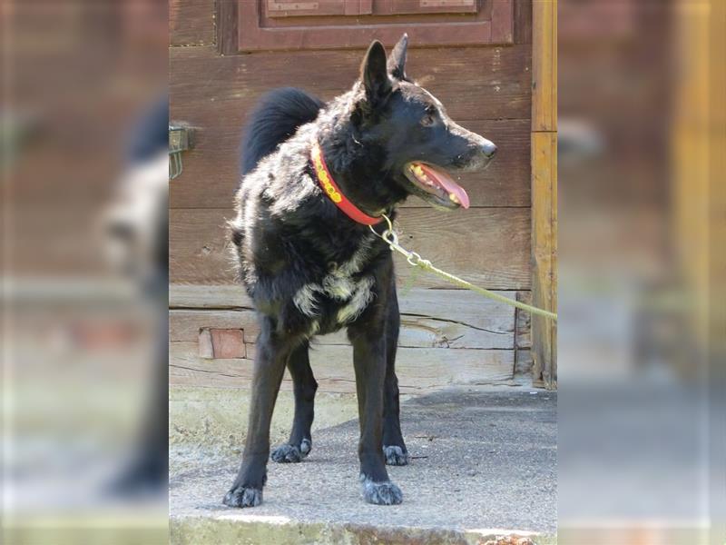 Smokey eine Seele von Hund