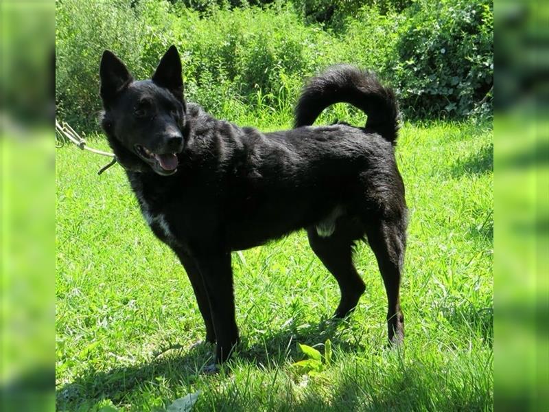 Smokey eine Seele von Hund