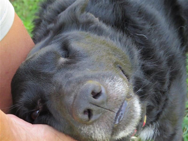 Smokey eine Seele von Hund