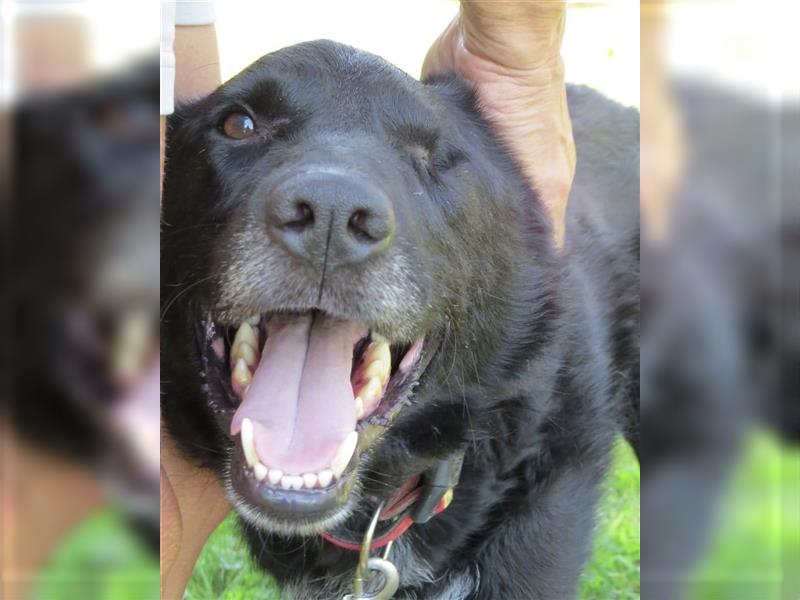 Smokey eine Seele von Hund