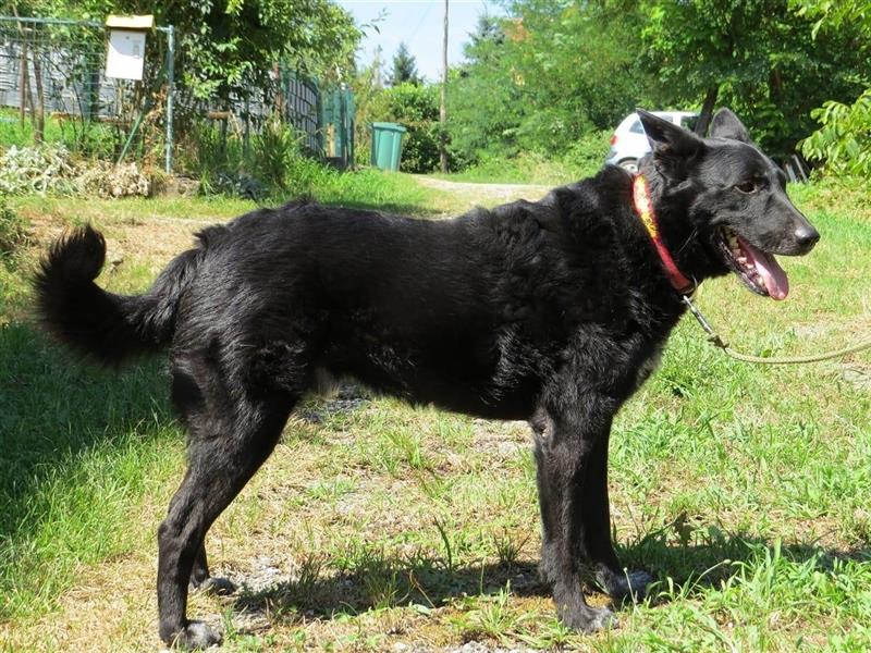 Smokey eine Seele von Hund