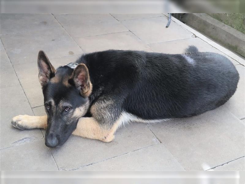„Klaus“, Schäferhund, geb. Ende 2021, sucht ein stabiles und ruhiges Zuhause