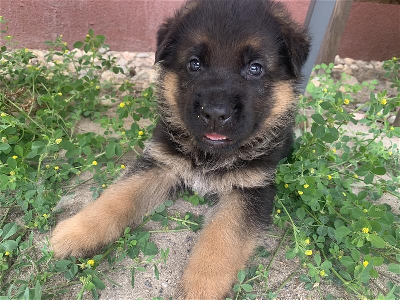 Deutsche Schäferhundwelpen mit Ahnentafel