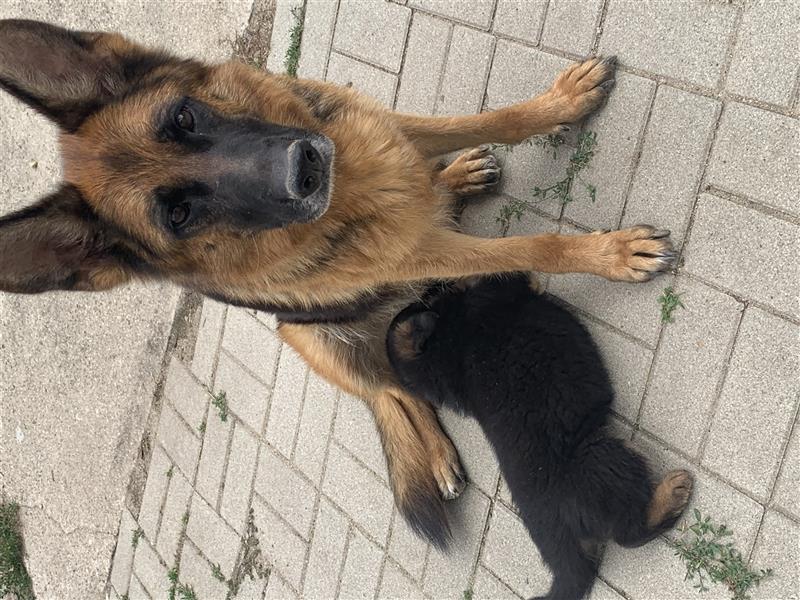 Deutsche Schäferhundwelpen mit Ahnentafel