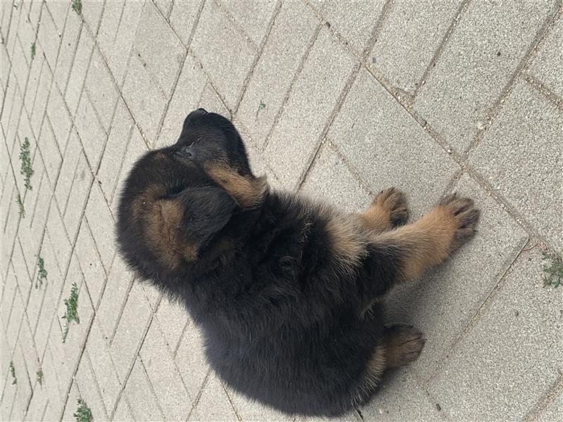 Deutsche Schäferhundwelpen mit Ahnentafel