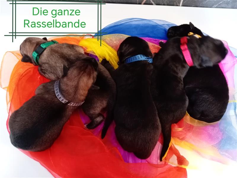 Zuckersüße Schäferhund-Mischlinge