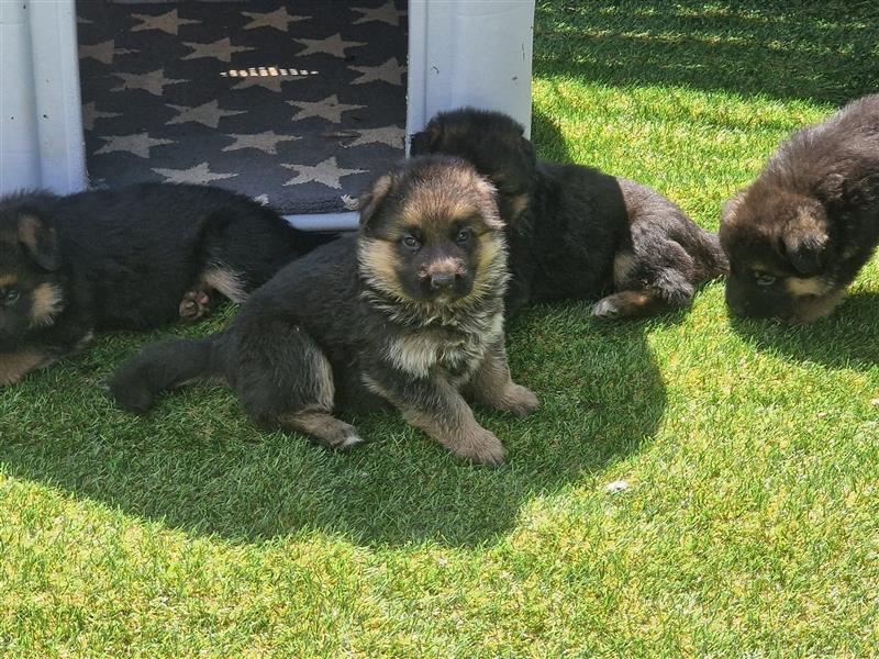 Deutsche Schäferhund-Welpen suchen neuen Wirkungskreis