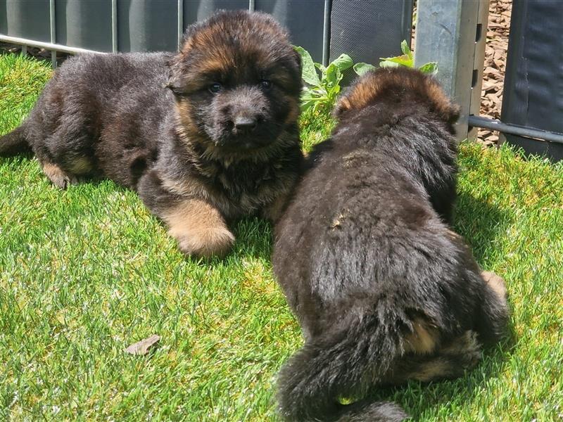 Deutsche Schäferhund-Welpen suchen neuen Wirkungskreis