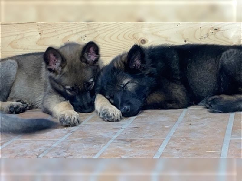 Graue Deutsche Schäferhund Welpen