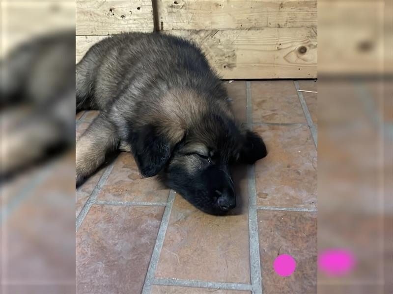 Graue Deutsche Schäferhund Welpen