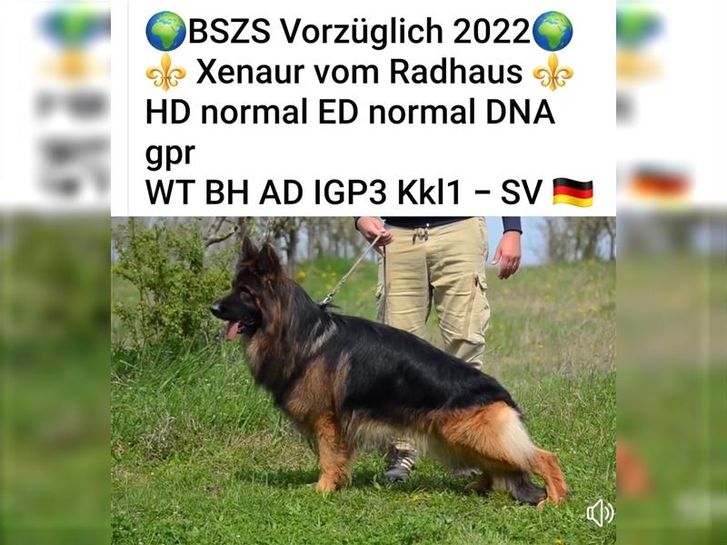 Deutsche Schäferhundwelpen