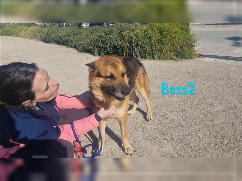 Boss2 04/2017 (ESP Pflegestelle) - dankbarer und so treuer Schäferhund sucht Zuhause!