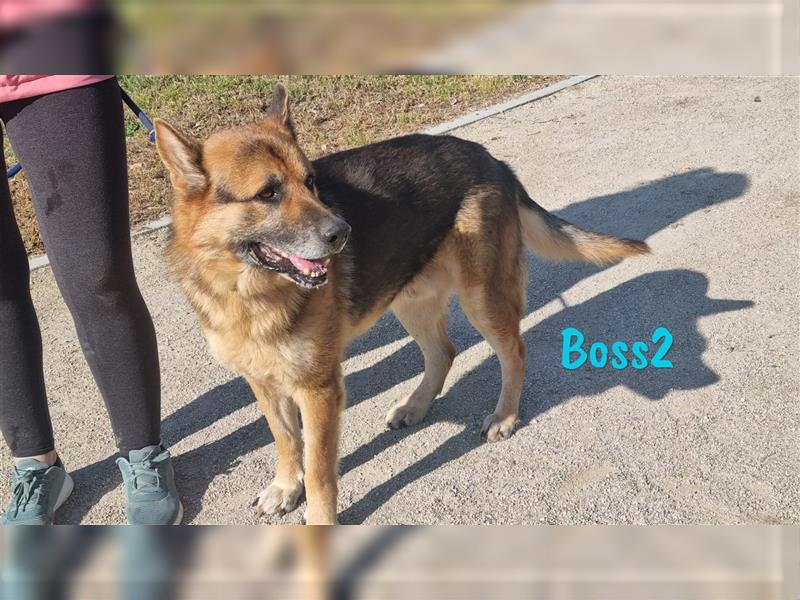 Boss2 04/2017 (ESP Pflegestelle) - dankbarer und so treuer Schäferhund sucht Zuhause!