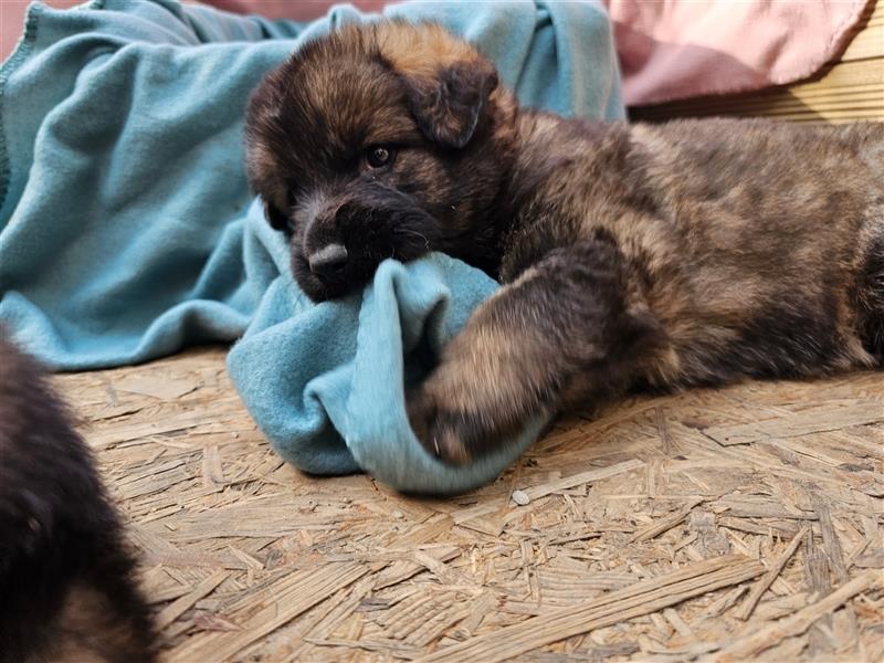 Reinrassige Deutsche Schäferhundwelpen mit Papieren