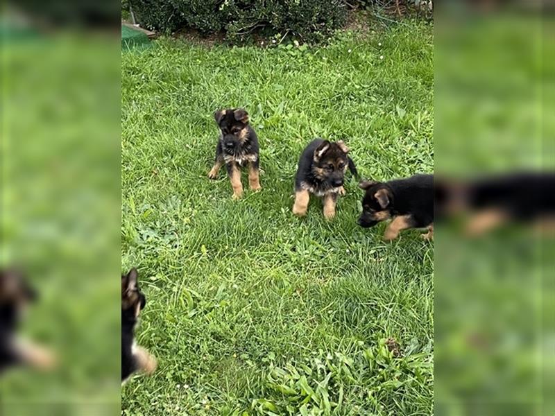 Schäferhund Welpen Hündinnen