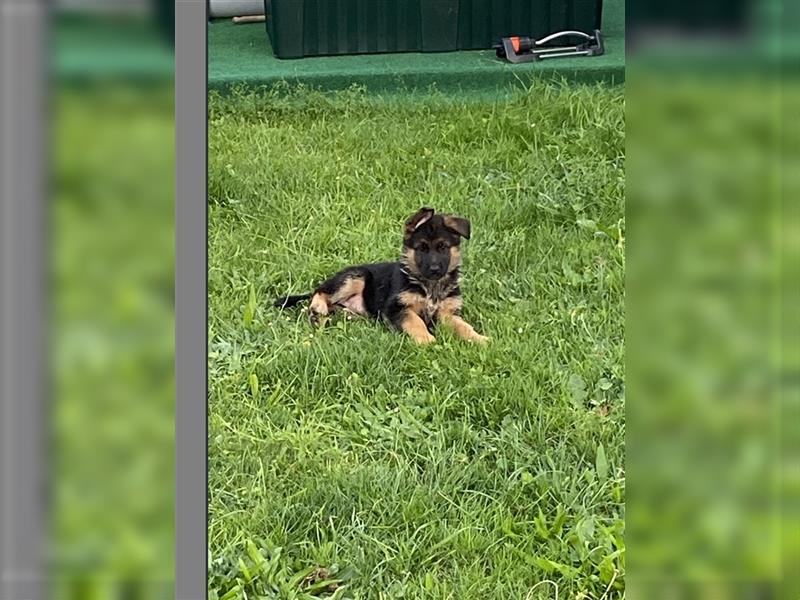 Schäferhund Welpen Hündinnen