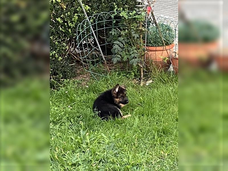 Schäferhund Welpen Hündinnen